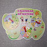 Календарь природы для кабинета английского языка. Calendar of Nature, фото 2
