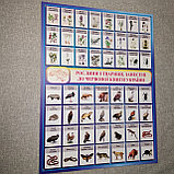 Плакат Красная книга Украины, фото 3