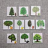 Деревья и плоды. Набор магнитов, фото 2