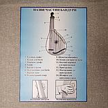 Стенд для кабинета музыки Название частей бандуры, фото 3