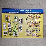 Плакат з Біології Еволюція тваринного і рослинного світу, фото 2