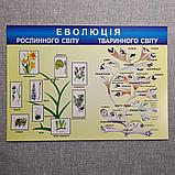 Плакат з Біології Еволюція тваринного і рослинного світу, фото 4