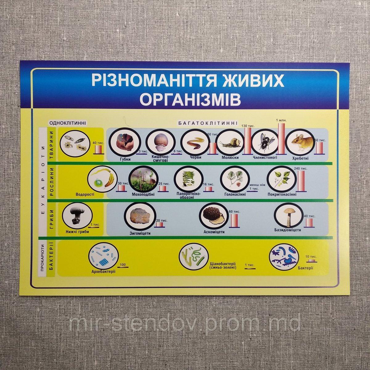 Плакат для кабинета биологии. Разнообразие живых организмов, фото 1