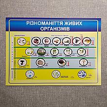 Плакат для кабинета биологии. Разнообразие живых организмов