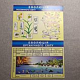 Картонные плакаты по Биологии, фото 2