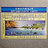 Картонные плакаты по Биологии, фото 4