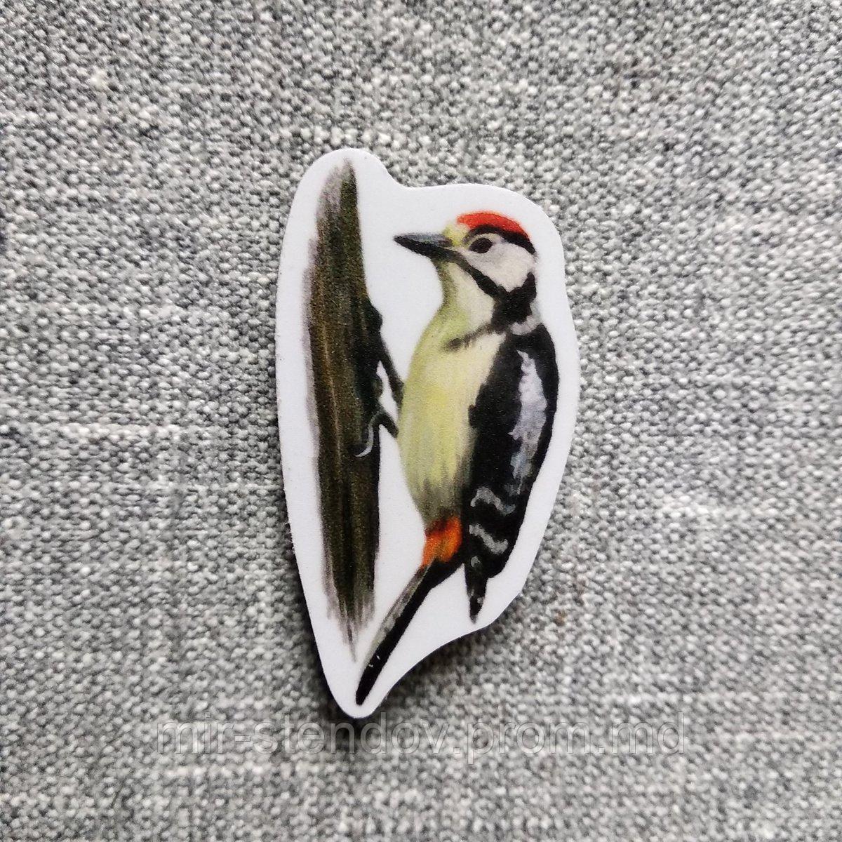 Дятел. Магнит обучающий, фото 1