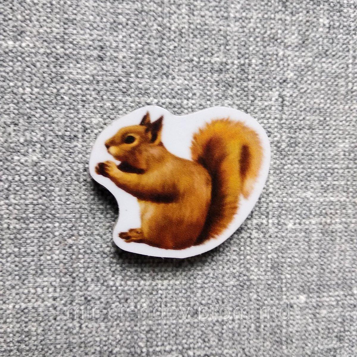 Белка. Магнит обучающий, фото 1