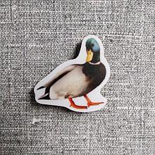 Селезень. Магнит обучающий