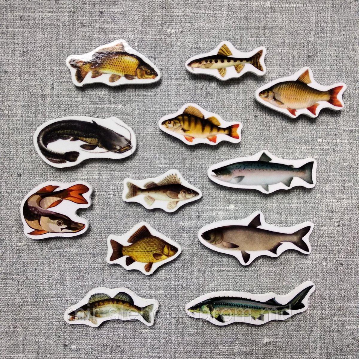 Рыбы. Магнитики развивающие. Набор, фото 1