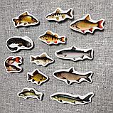 Рыбы. Магнитики развивающие. Набор, фото 2