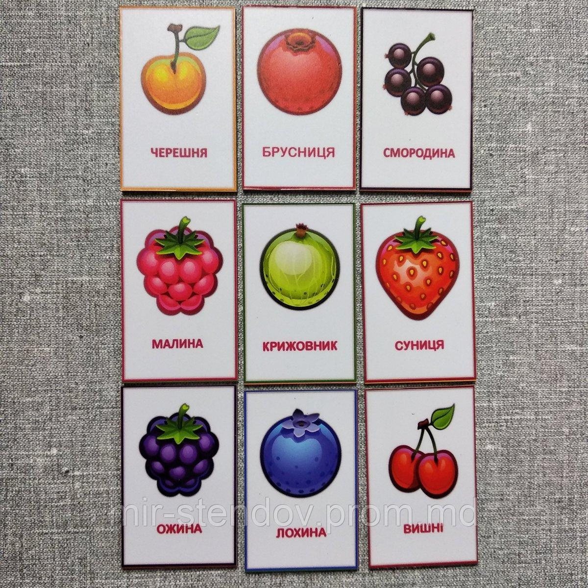 Набор обучающих магнитов Ягоды, фото 1