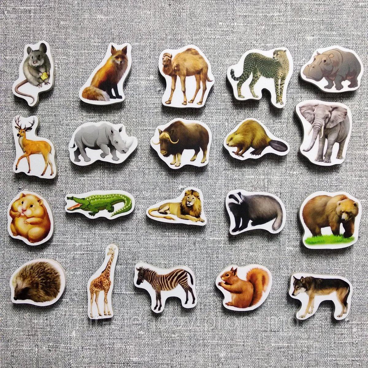 Дикие животные. Магнитики развивающие. Набор, фото 1