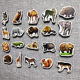 Дикие животные. Магнитики развивающие. Набор, фото 2