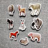 Домашние животные. Магнитики развивающие. Набор, фото 2
