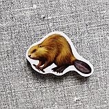 Бобёр. Магнит обучающий, фото 2