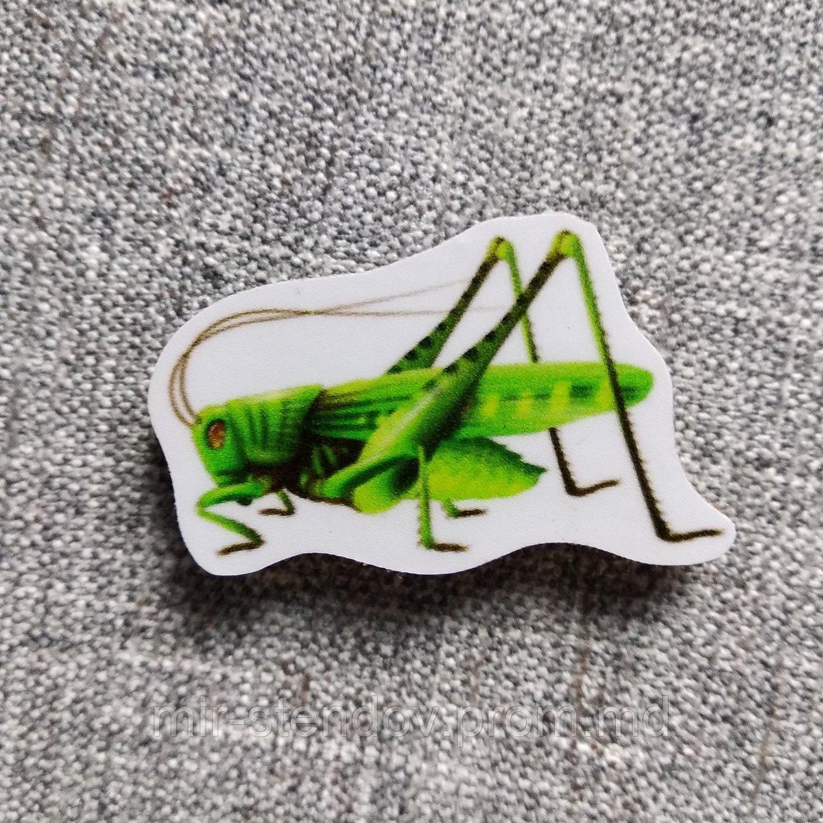 Кузнечик. Магнит обучающий, фото 1