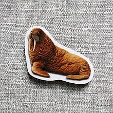 Морж. Магнит обучающий