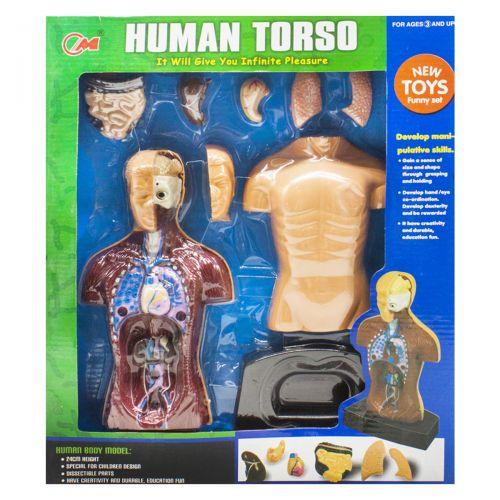 Набор с человеческим телом Human Torso, в разрезе - фото 1 - id-p10402748