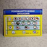 Плакат для кабинета биологии. Разнообразие живых организмов, фото 2