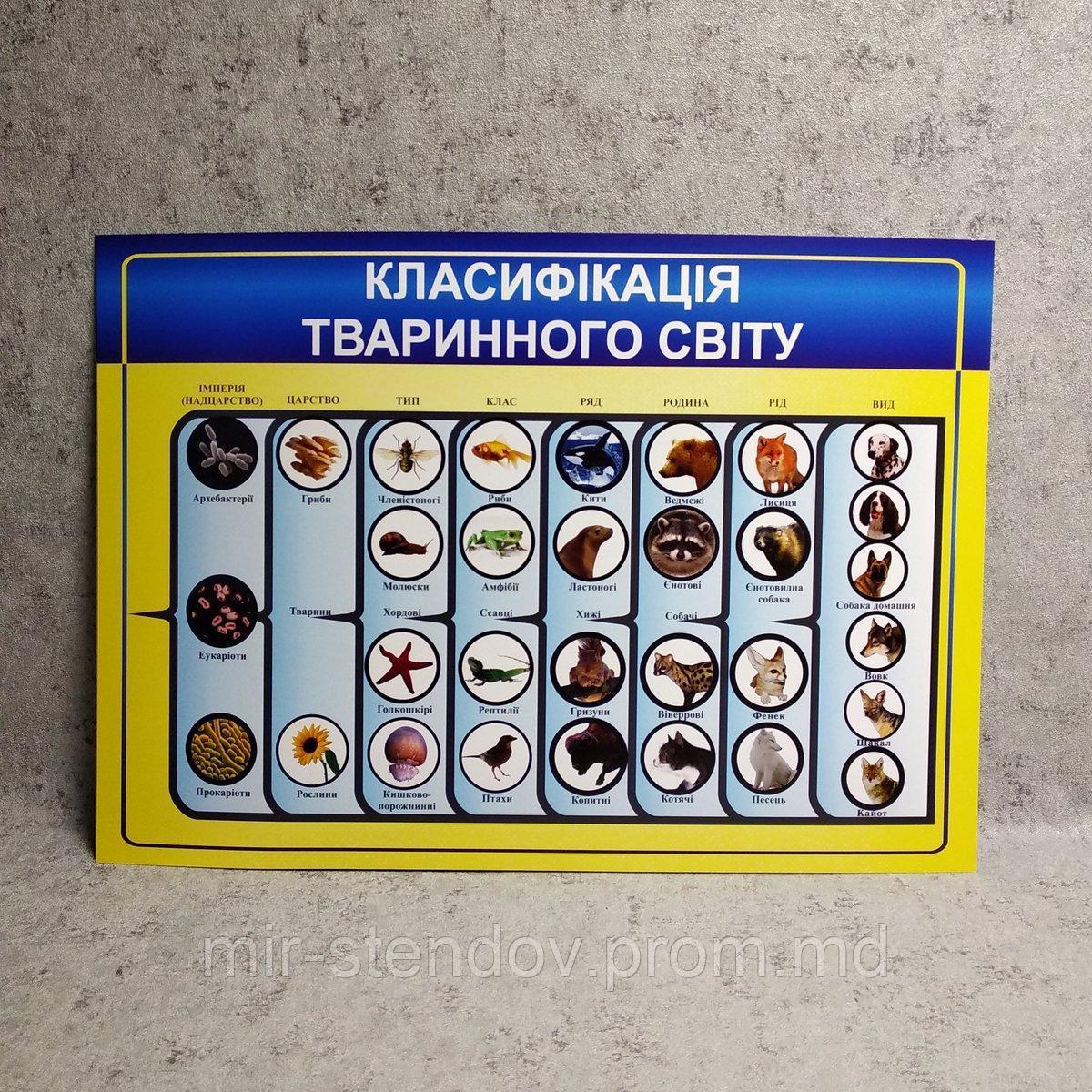 Картонный плакат Классификация животного мира, фото 1