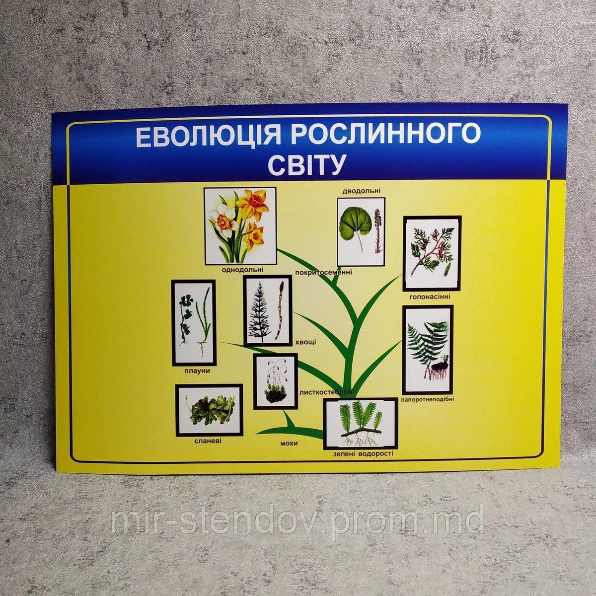 Картонный плакат Эволюция растительного мира, фото 1