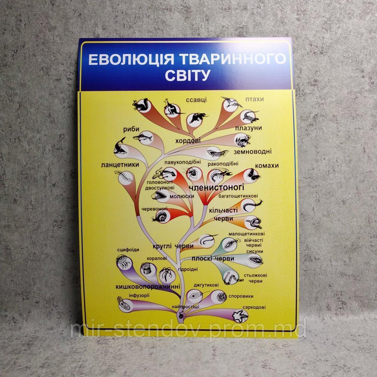 Картонный плакат Эволюция животного мира, фото 1