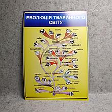 Картонный плакат Эволюция животного мира