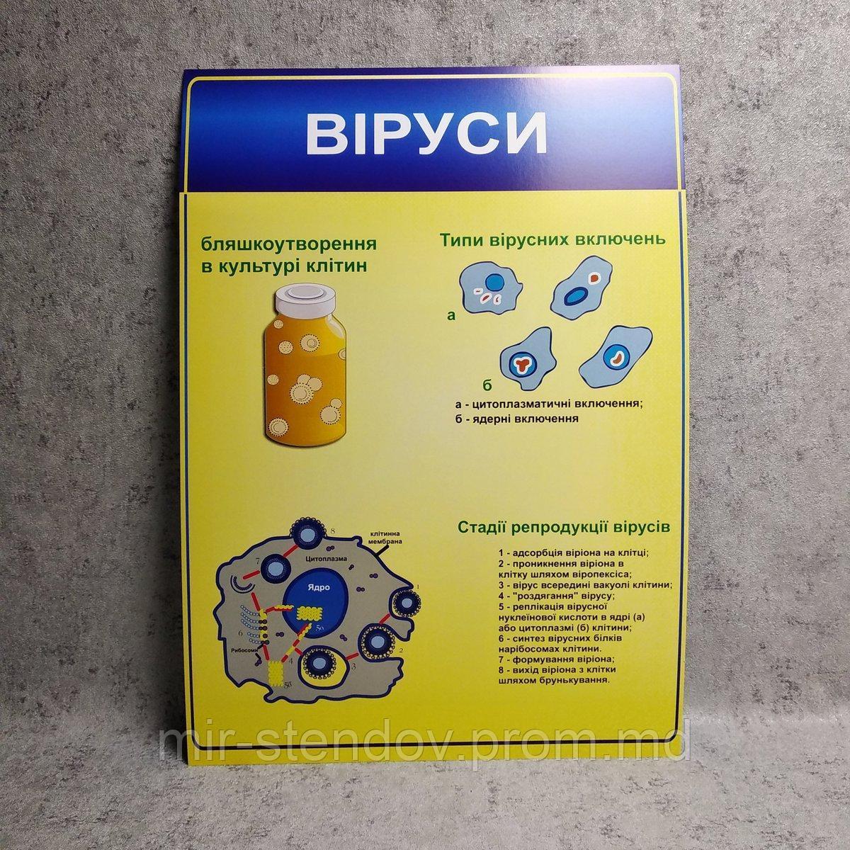 Картонный плакат Вирусы, фото 1