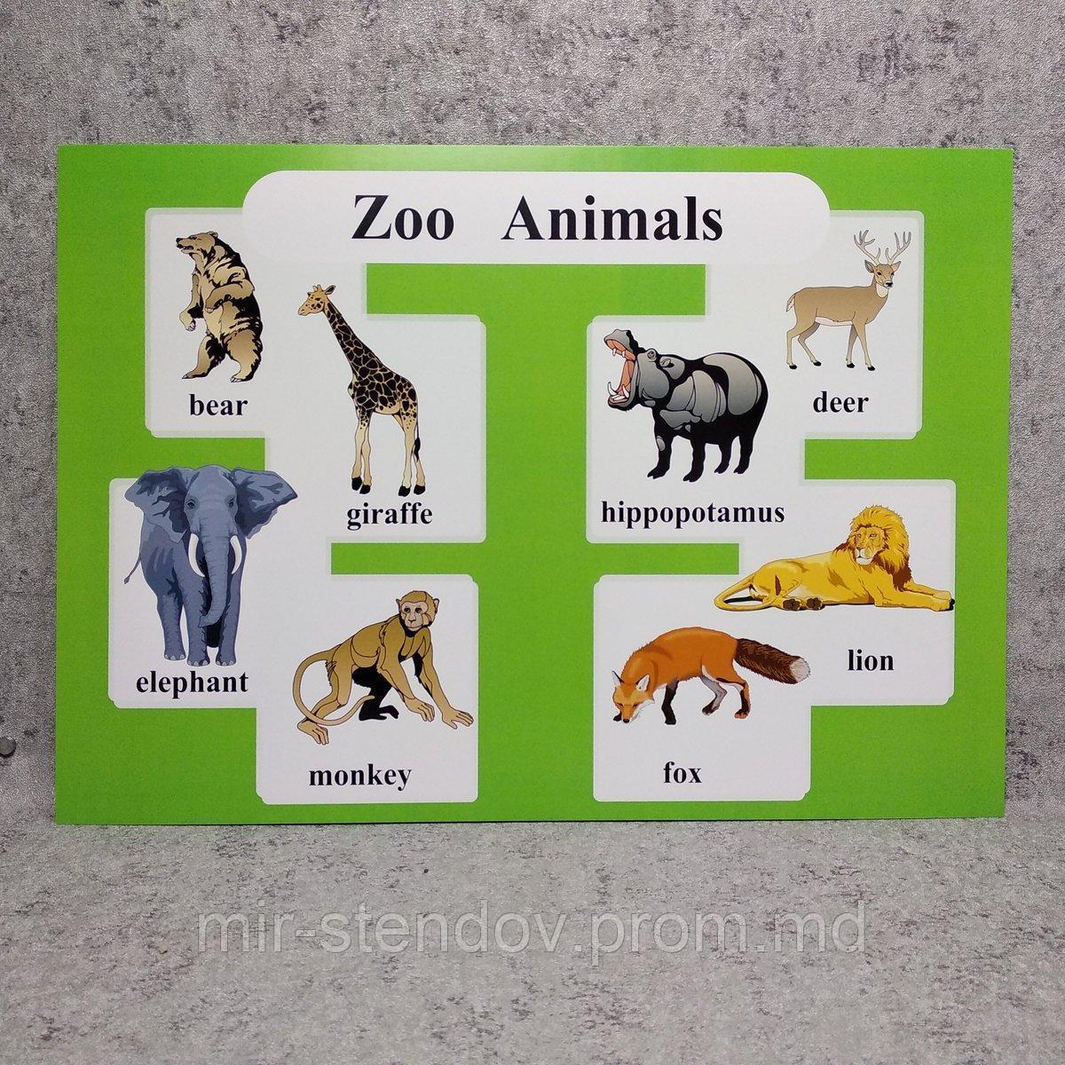 Zoo Animals. Плакат для кабинета английского языка. - фото 1 - id-p10420504