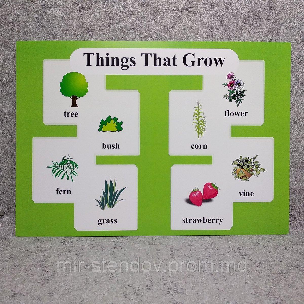 Things That Grow. Плакат для кабинета английского языка., фото 1