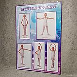 Стенд для балетной студии  Балетные позиции, фото 2