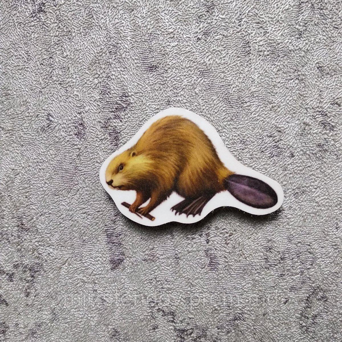 Бобёр. Магнит обучающий, фото 1