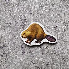 Бобёр. Магнит обучающий