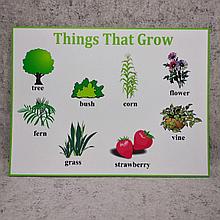 Plants. Стенд для кабинета английского языка.