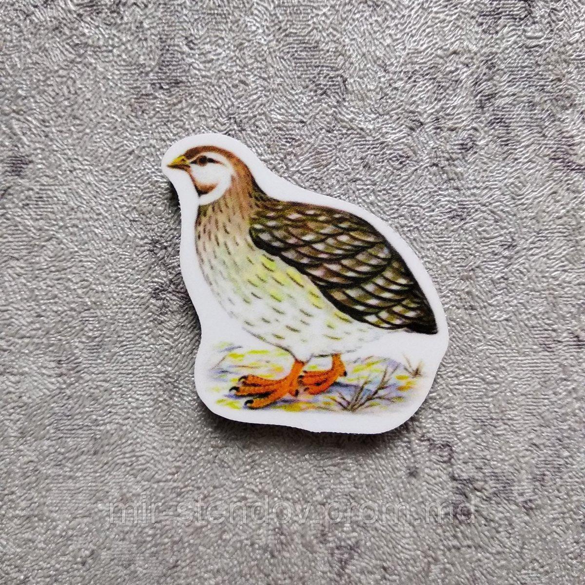 Перрепёлка. Магнит обучающий, фото 1