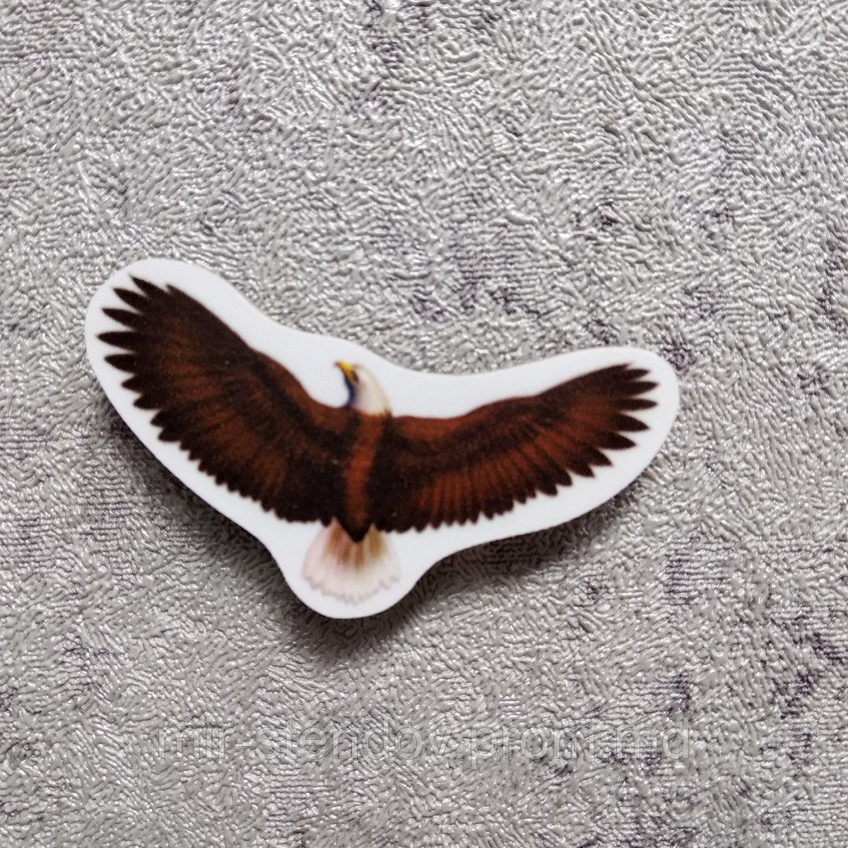 Орёл. Магнит обучающий, фото 1