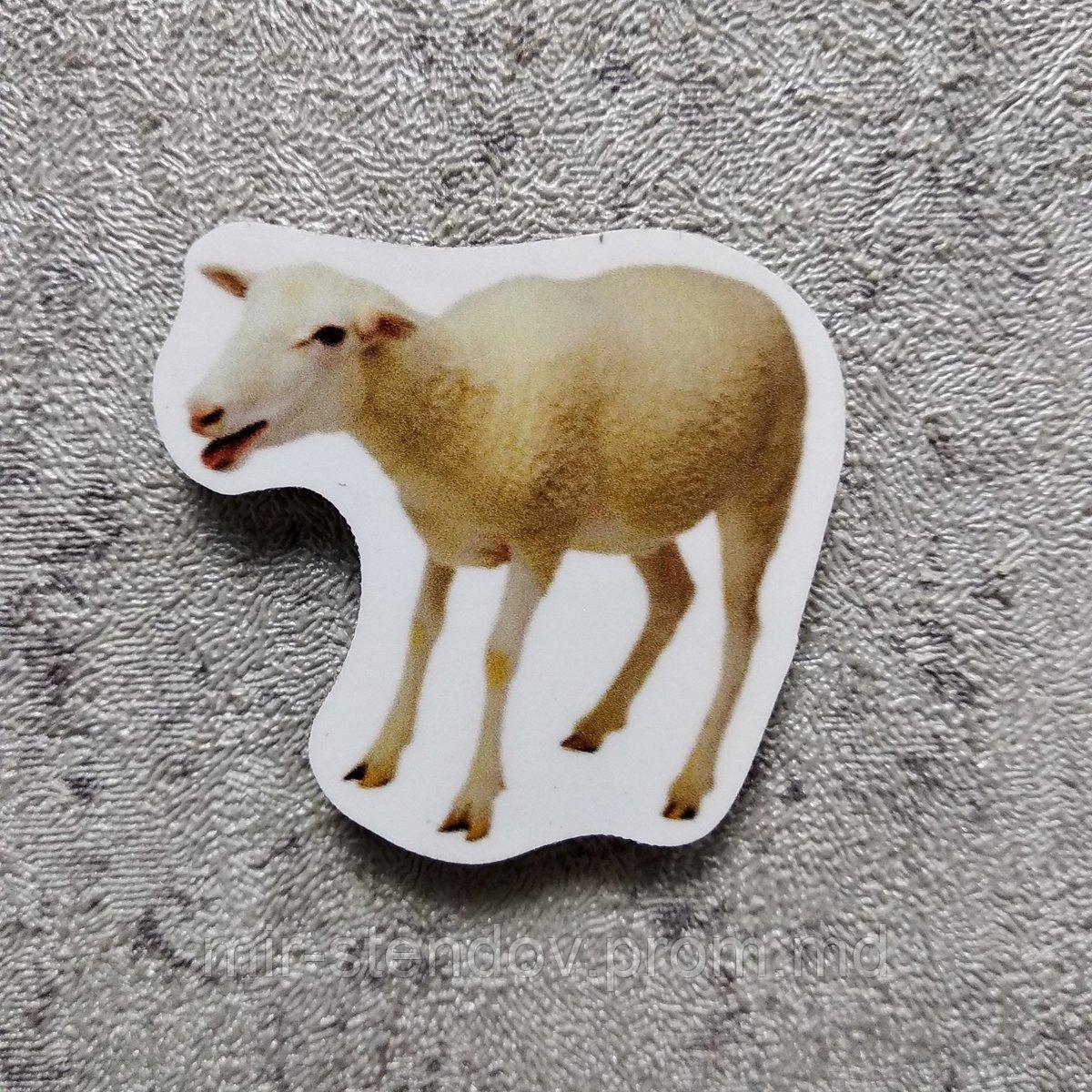 Овца. Магнит обучающий, фото 1