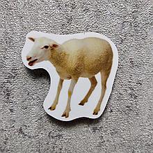 Овца. Магнит обучающий