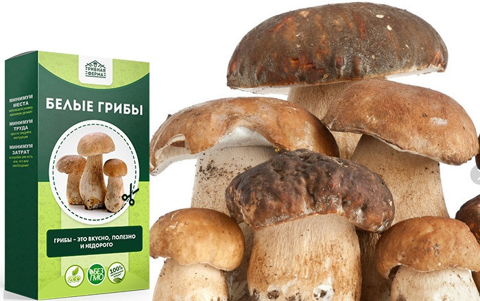Набор для выращивания грибов Домашняя грибница за 147 руб - фото 1 - id-p10513879