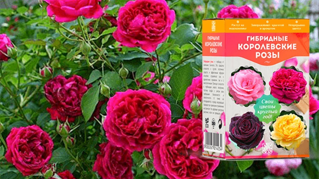 Гибридные королевские розы за 147 руб - фото 1 - id-p10514034