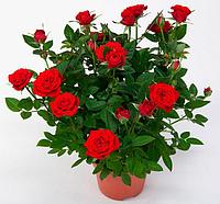 Домашние розы за 147 руб