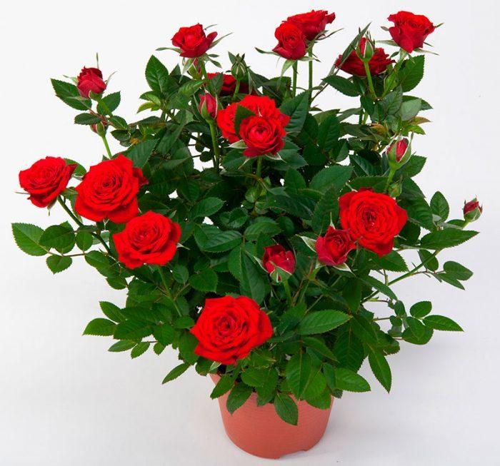 Домашние розы за 147 руб - фото 1 - id-p10514037
