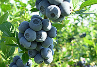 Голубика для выращивания Денис Блю за 147 руб