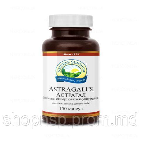 Astragalus Астрагал НСП - фото 1 - id-p10455646