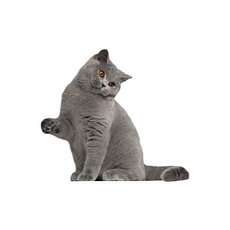 Изображение категории Зоотовары