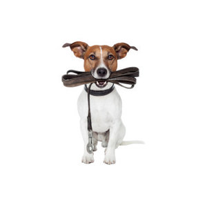 Товары для прогулок и путешествий с животными