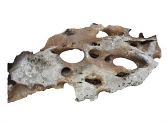 Декаративный камень морской - фото 1 - id-p11520