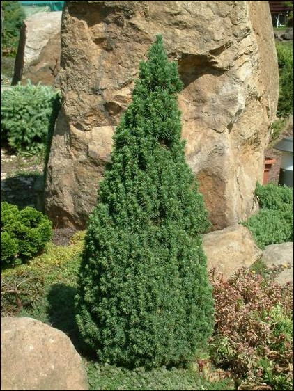 Picea conica - фото 1 - id-p1903059