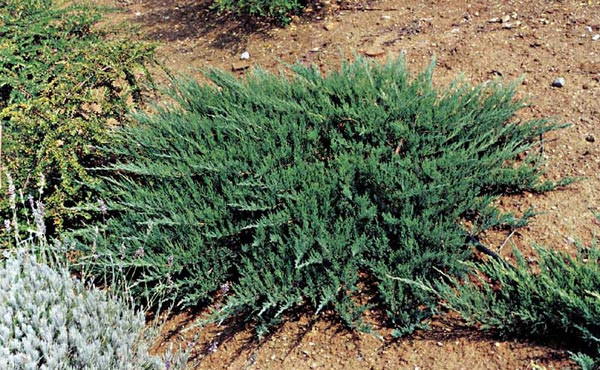 Juniperus horizontalis - фото 1 - id-p1903075